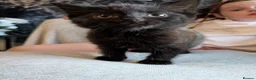 Mixed Breed cats for sale: Beautiful Kittens in Brierley Hill - Advert 3