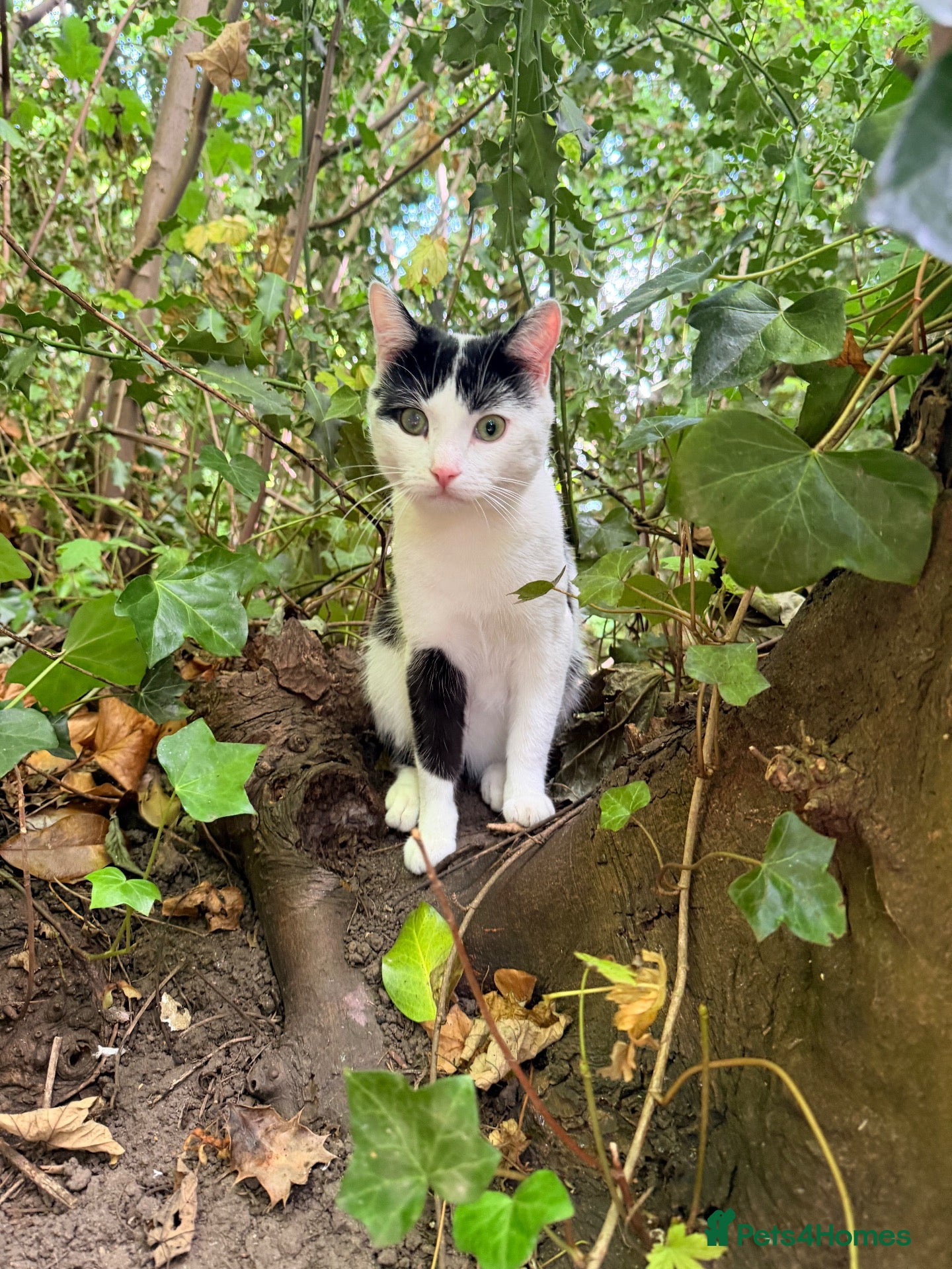 Mixed Breed cats Black and white cat  - Advert 2