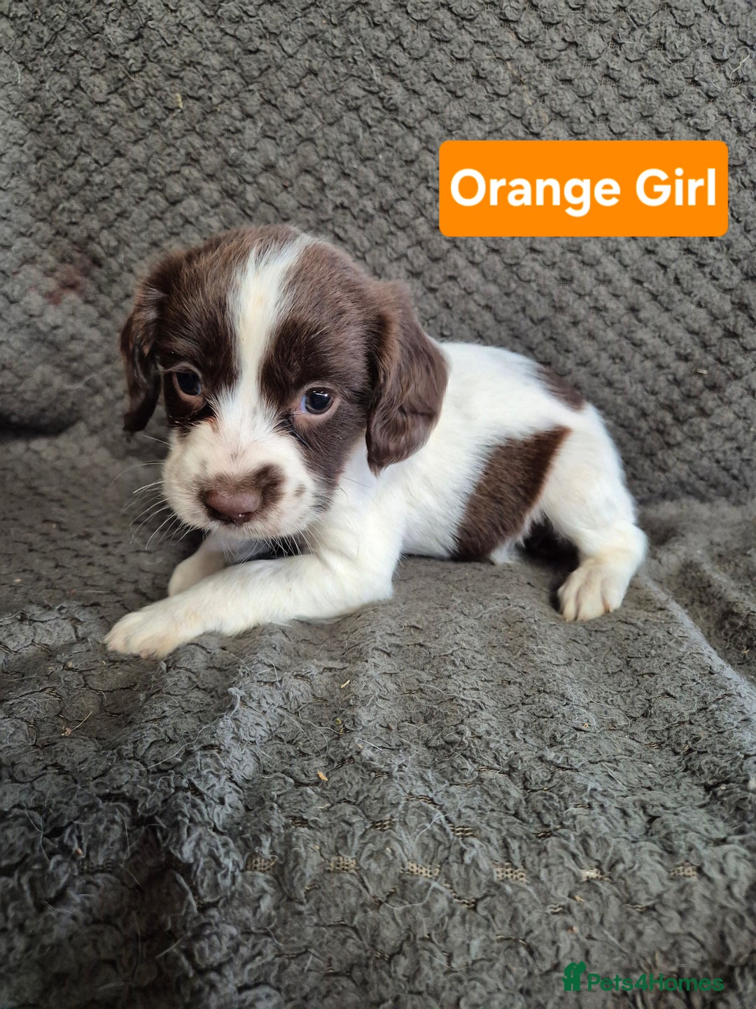English Springer Spaniel dogs for sale: English Springer Spaniel Pups - Image 10
