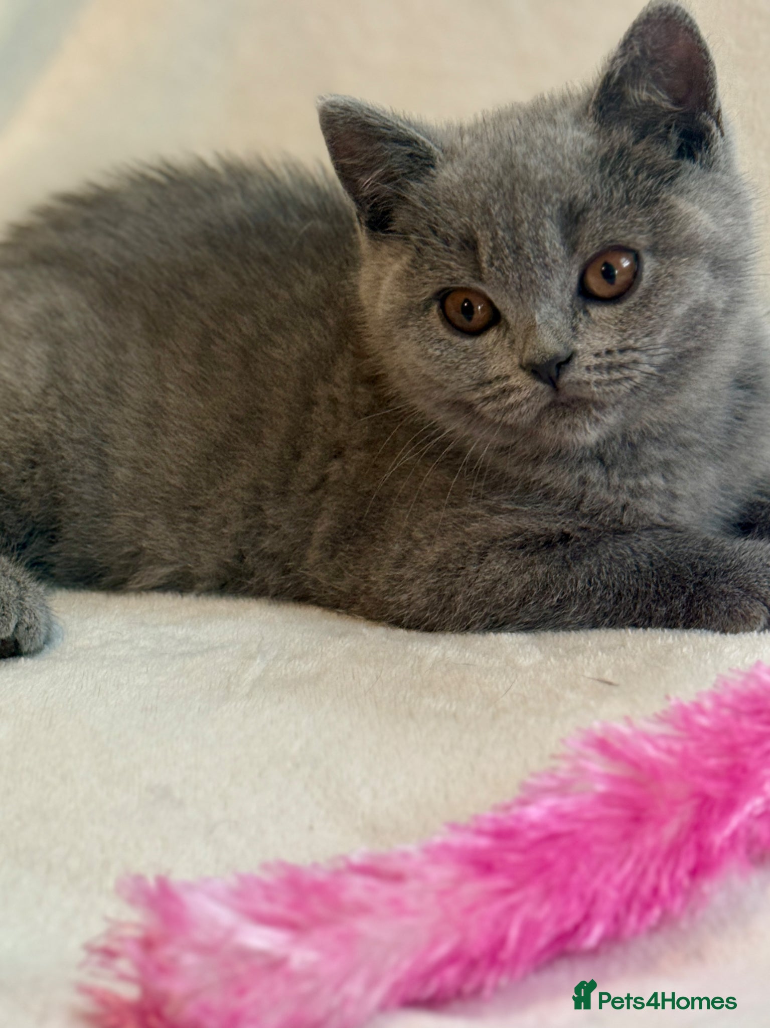 British Shorthair cats 5 Beautiful kittens❤️❤️❤️  - Advert 5