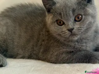 British Shorthair cats 5 Beautiful kittens❤️❤️❤️ - Advert 12