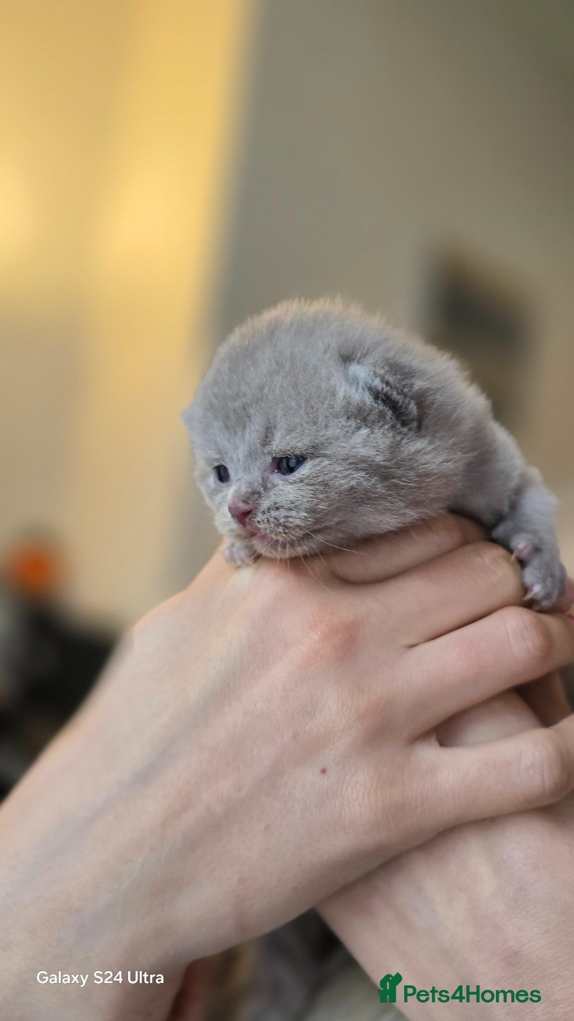 British Shorthair cats ​GCCF Registered(Active) British shorthair kittens - Advert 6