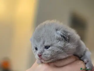 British Shorthair cats GCCF Registered(Active) British shorthair kittens - Advert 6