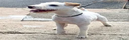 Jack Russell dogs for stud: The Geordie boy at stud 🖤🤍 in Prudhoe - Advert 8