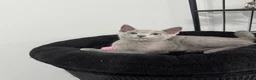 Russian Blue cats for sale: Still available very cuddly russian blue  - Advert 3