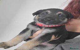German Shepherd dogs for sale: German shepherd puppy - Image 5