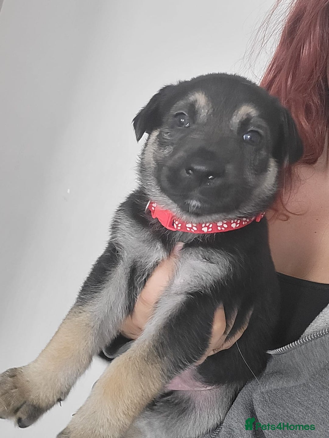 German Shepherd dogs for sale: German shepherd puppy - Image 5