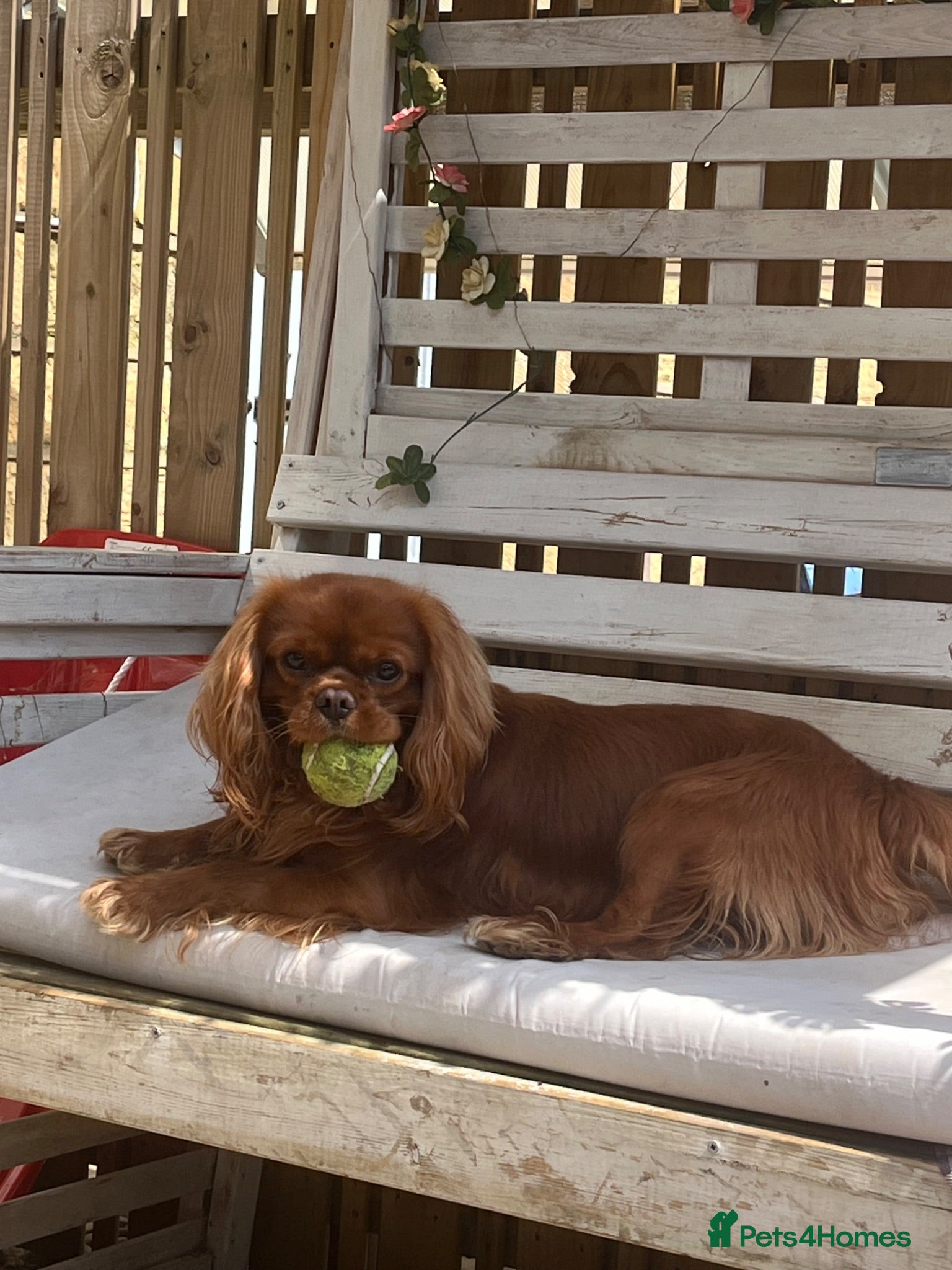 Cavalier King Charles Spaniel dogs STUD only!  KC registered  - Advert 15
