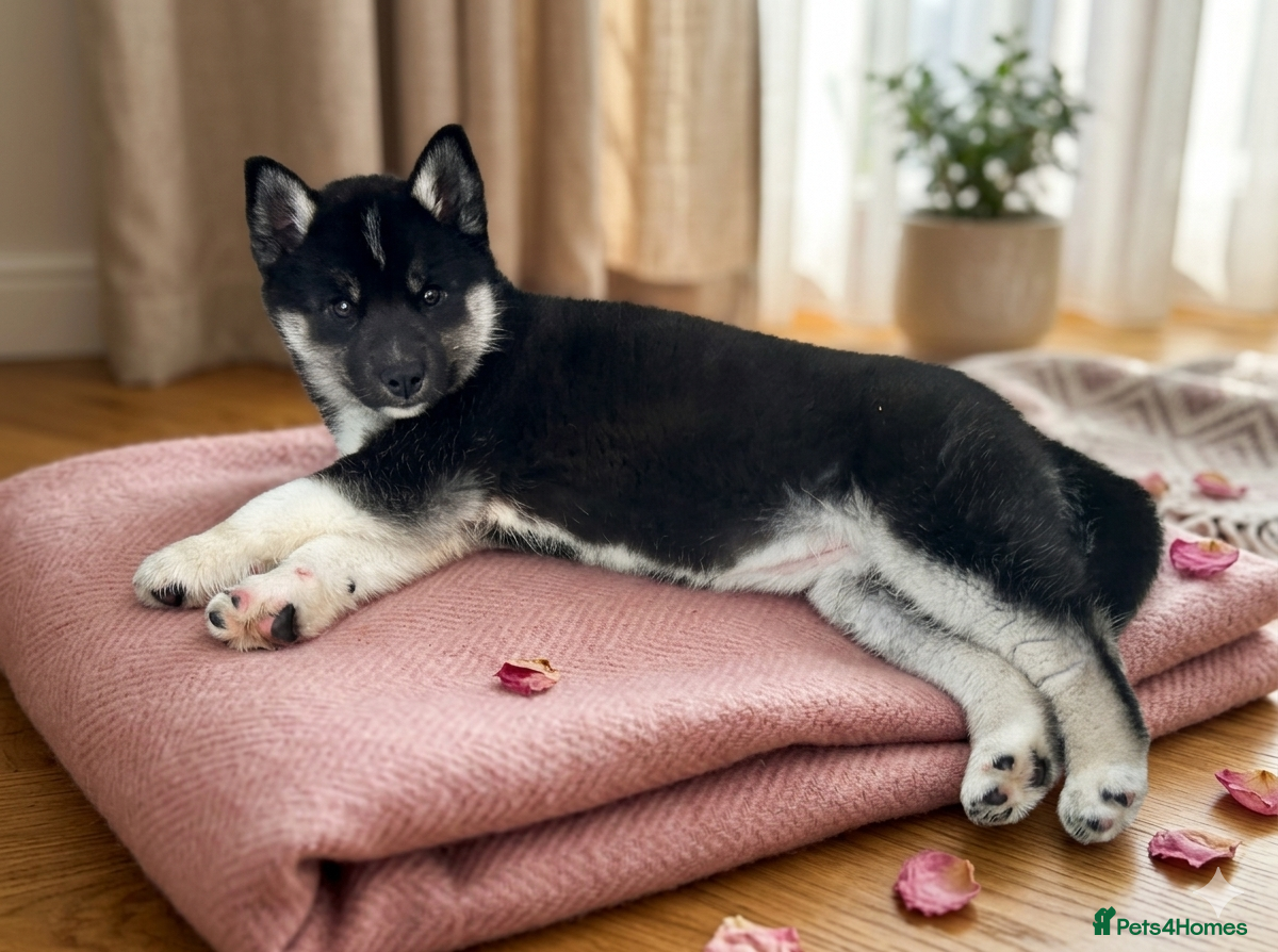 Siberian Husky dogs Siberian husky pure breed  - Advert 1