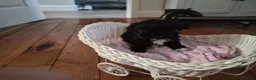 Shih Tzu dogs for sale: Shi tzu puppies  in Redcar - Advert 3