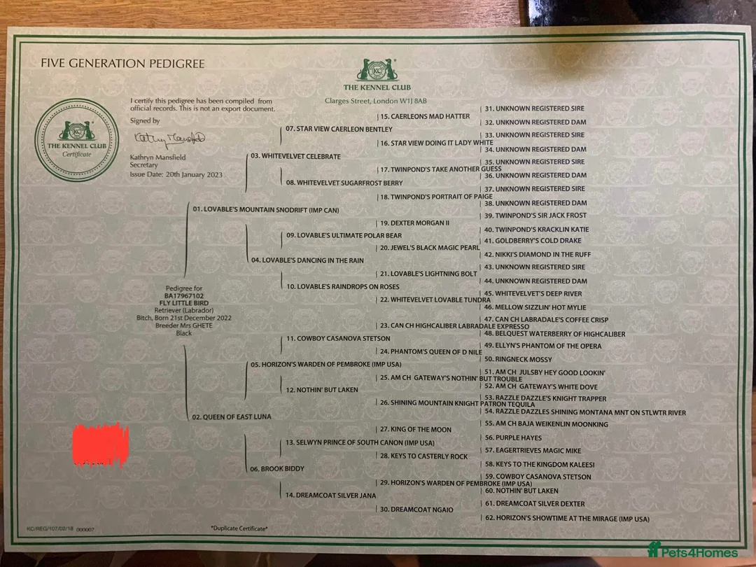 Labrador Retriever dogs for sale: KC Labrador Pups, Top Quality Pedigree, Champions  - Advert 16