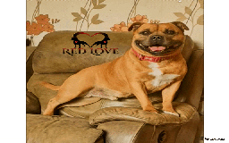Staffordshire Bull Terrier dogs for stud: 🥨CHIEF CHAMPION SIRED. 🥨🏆  in Rochdale - Image 1