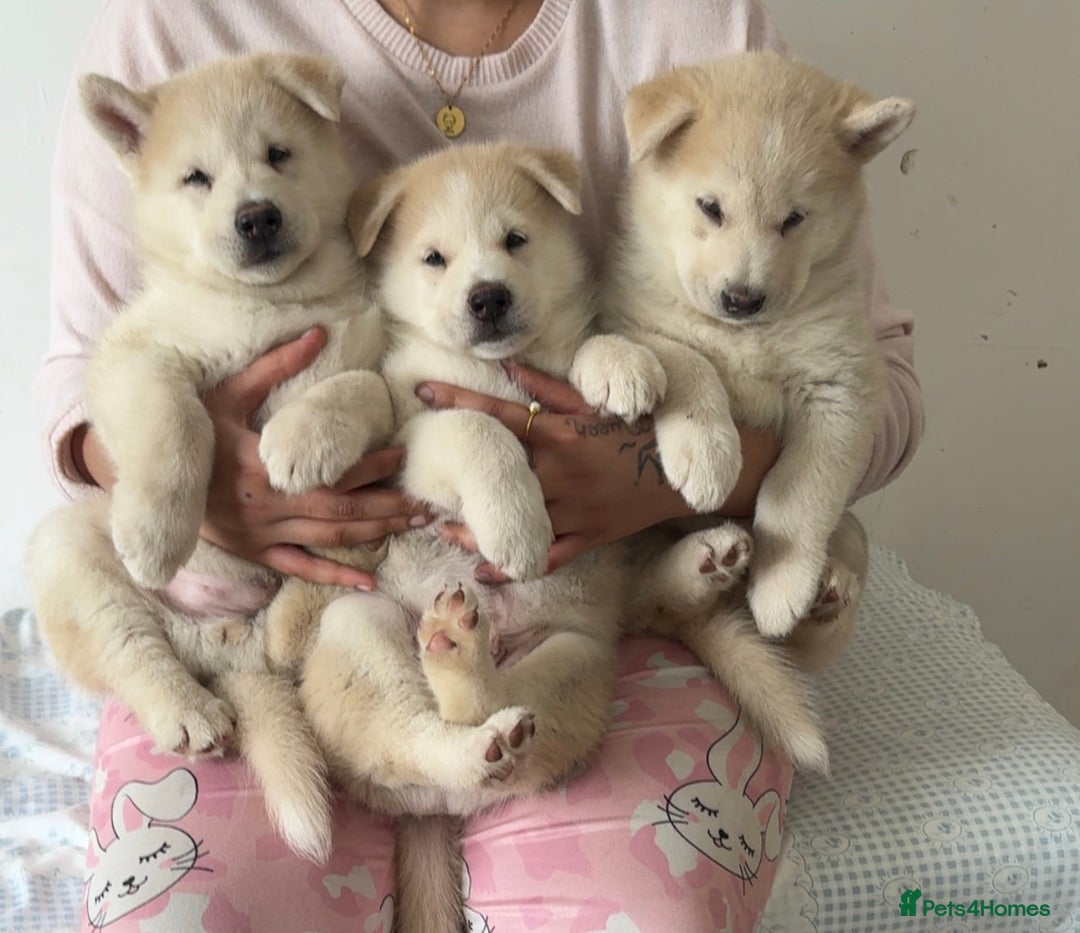 Siberian Husky dogs for sale: Siberian husky puppies  - Image 3