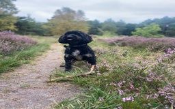 Cockapoo dogs for stud: Stud Cockerpoo - Image 4