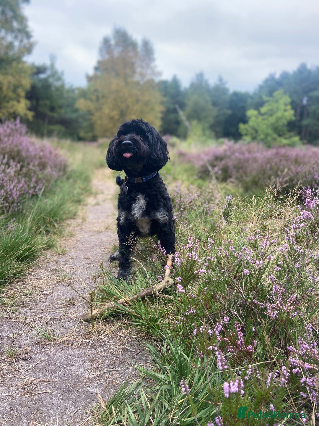 Cockapoo dogs for stud: Stud Cockerpoo - Image 4