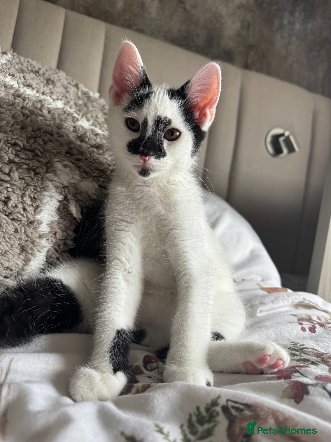 Mixed Breed cats for sale: 2 male kittens  - Image 5