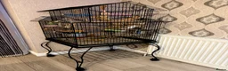 Budgerigars birds for sale: SUPER SILLY TAME BUDGIES FOR SALE WITH CAGE in Solihull - Advert 8