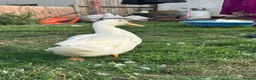 Ducks poultry for sale: 3 Cherry Valley Ducks - Advert 7