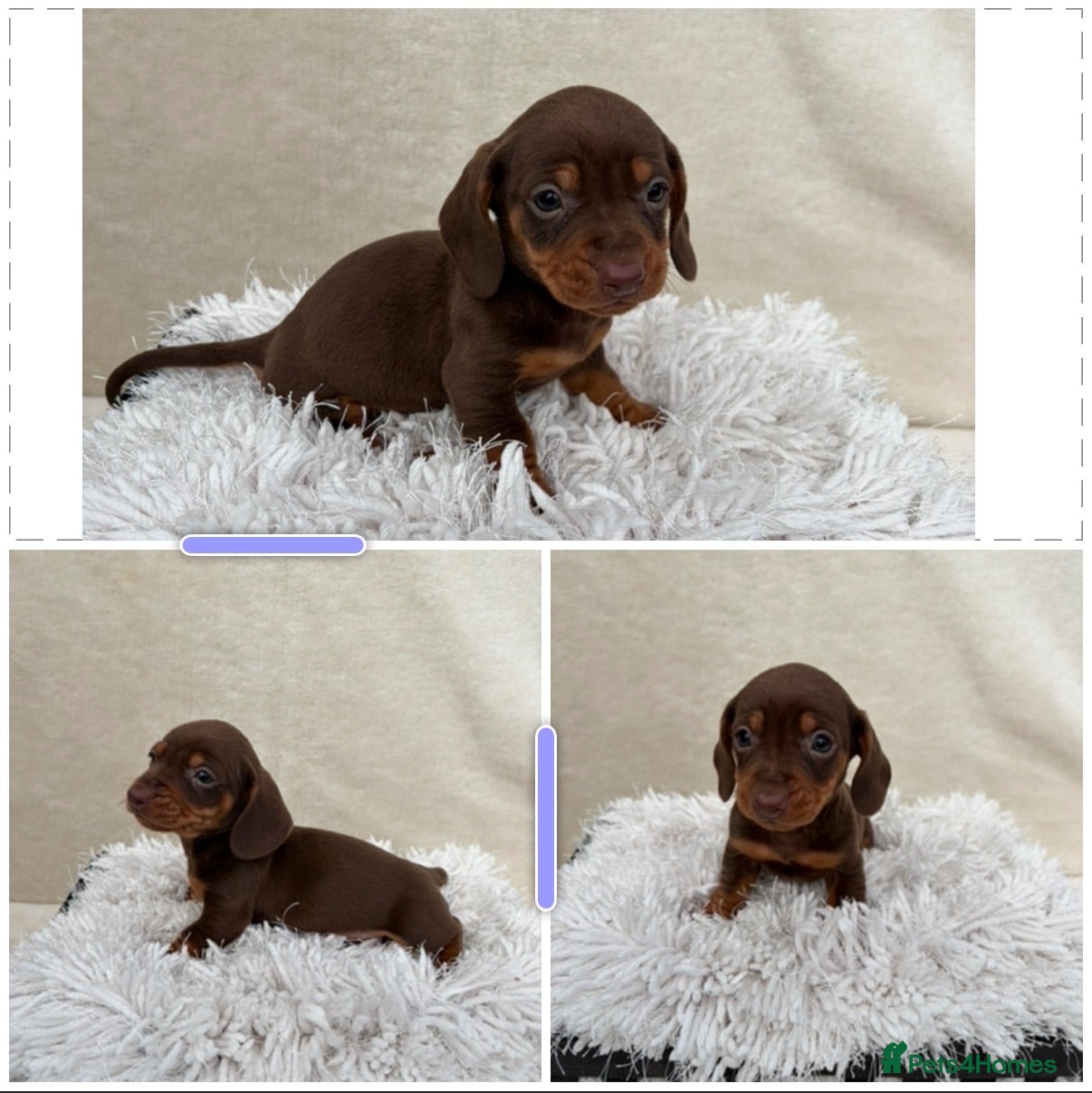 Miniature Dachshund dogs Dachshund 4 Boys available  - Advert 2