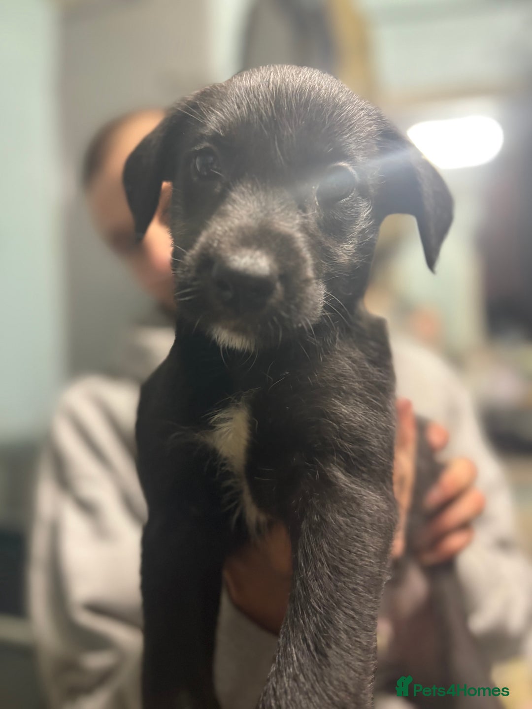 Mixed Breed dogs for sale: 6 whippet x lurcher - Advert 20