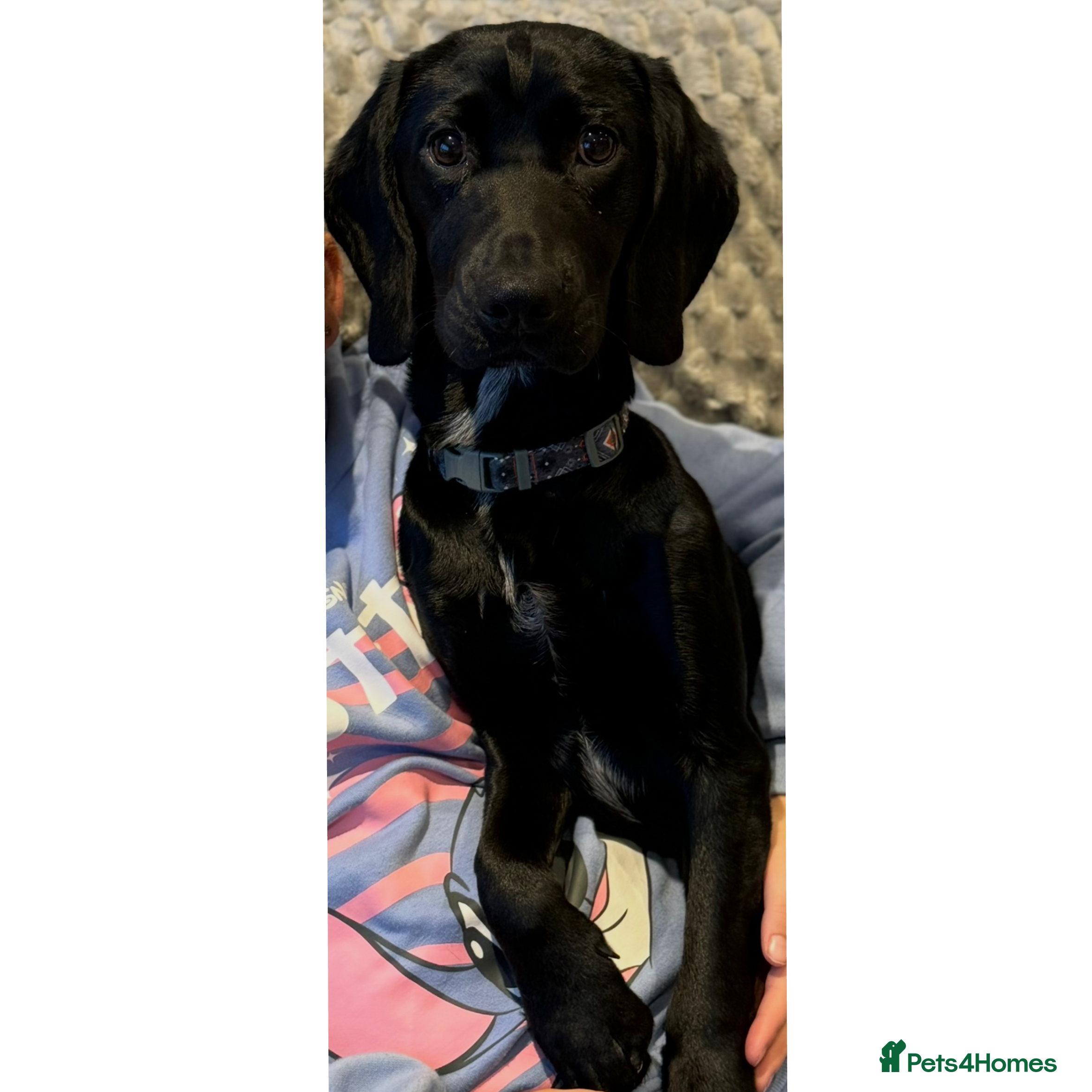 Springador dogs Re homing Springador   - Advert 1