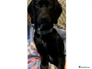 Springador dogs Re homing Springador - Advert 1