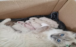 Ragdoll cats for sale: Beautiful ragdoll kittens  - Image 10