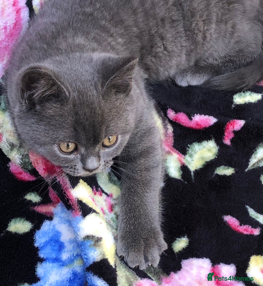 British Shorthair cats for sale: BSH Blue kittens  in Salford - Advert 3