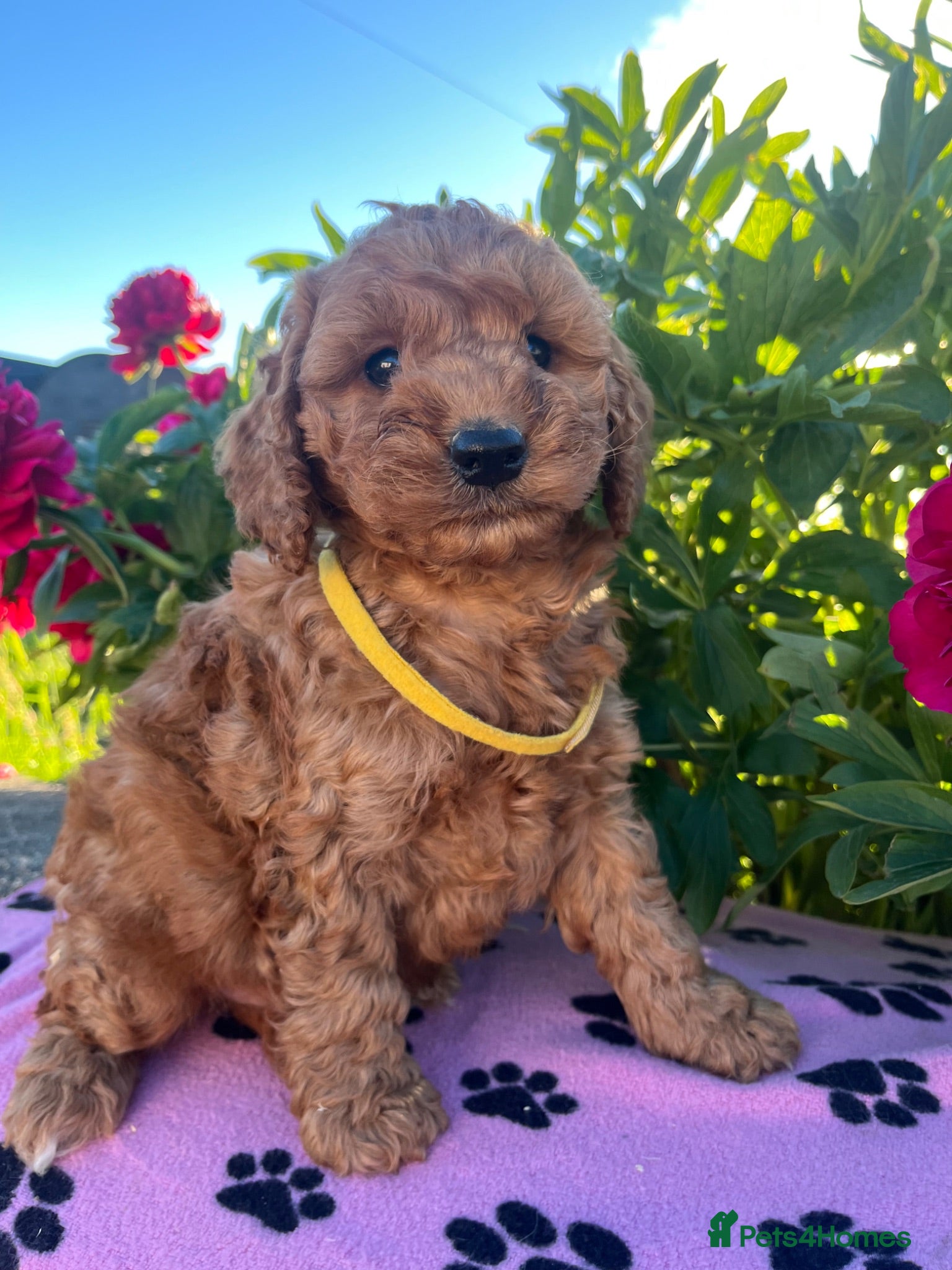 Cockapoo dogs Stunning cockapoo puppies  - Advert 2