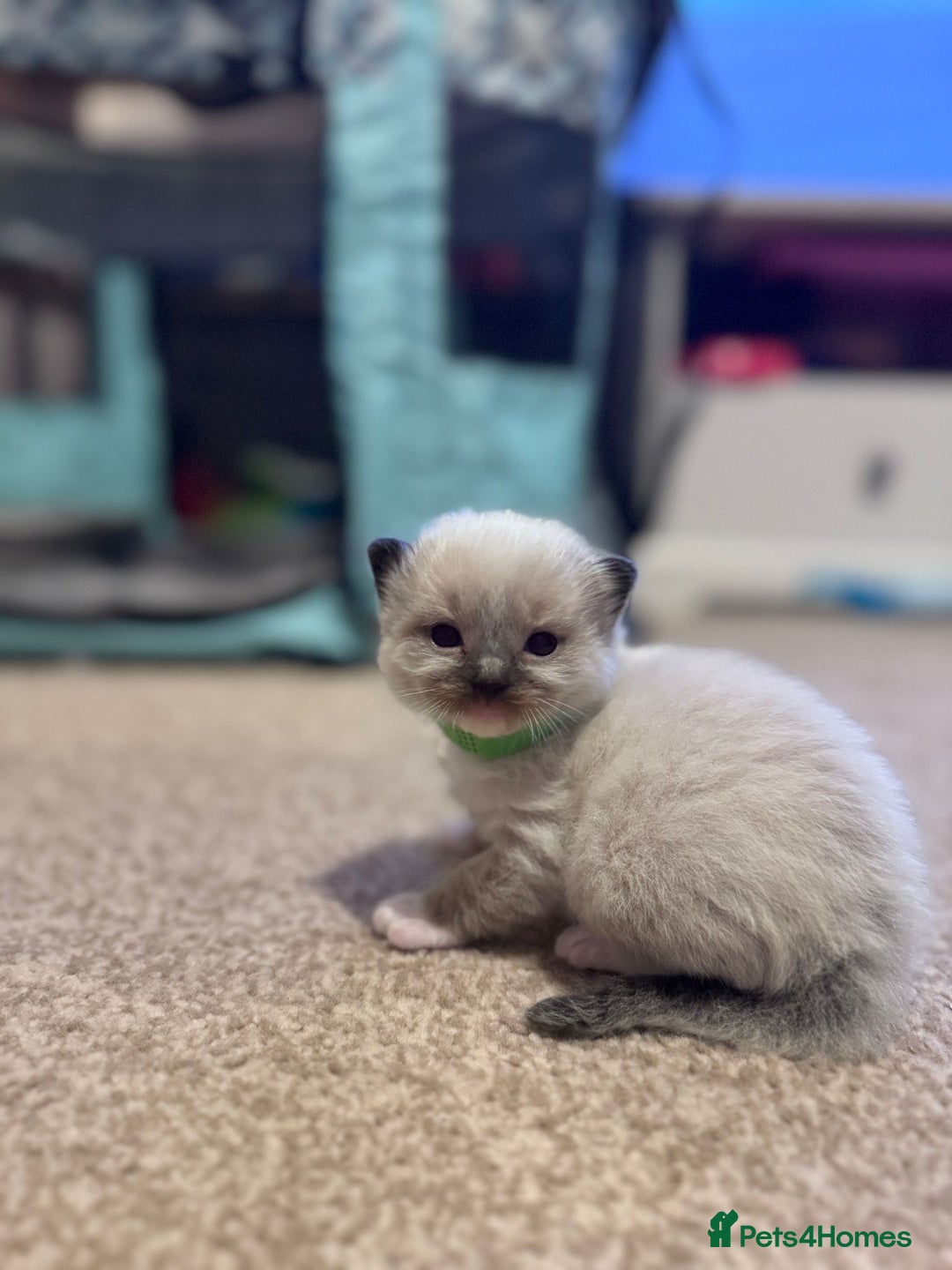 Ragdoll cats for sale: Absolutely stunning Ragdoll kittens for sale - Image 20