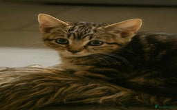 Mixed Breed cats for sale: Adorable Mixed Breed Kitten for Sale! - Image 1