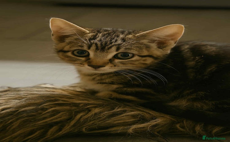 Mixed Breed cats - Advert 14