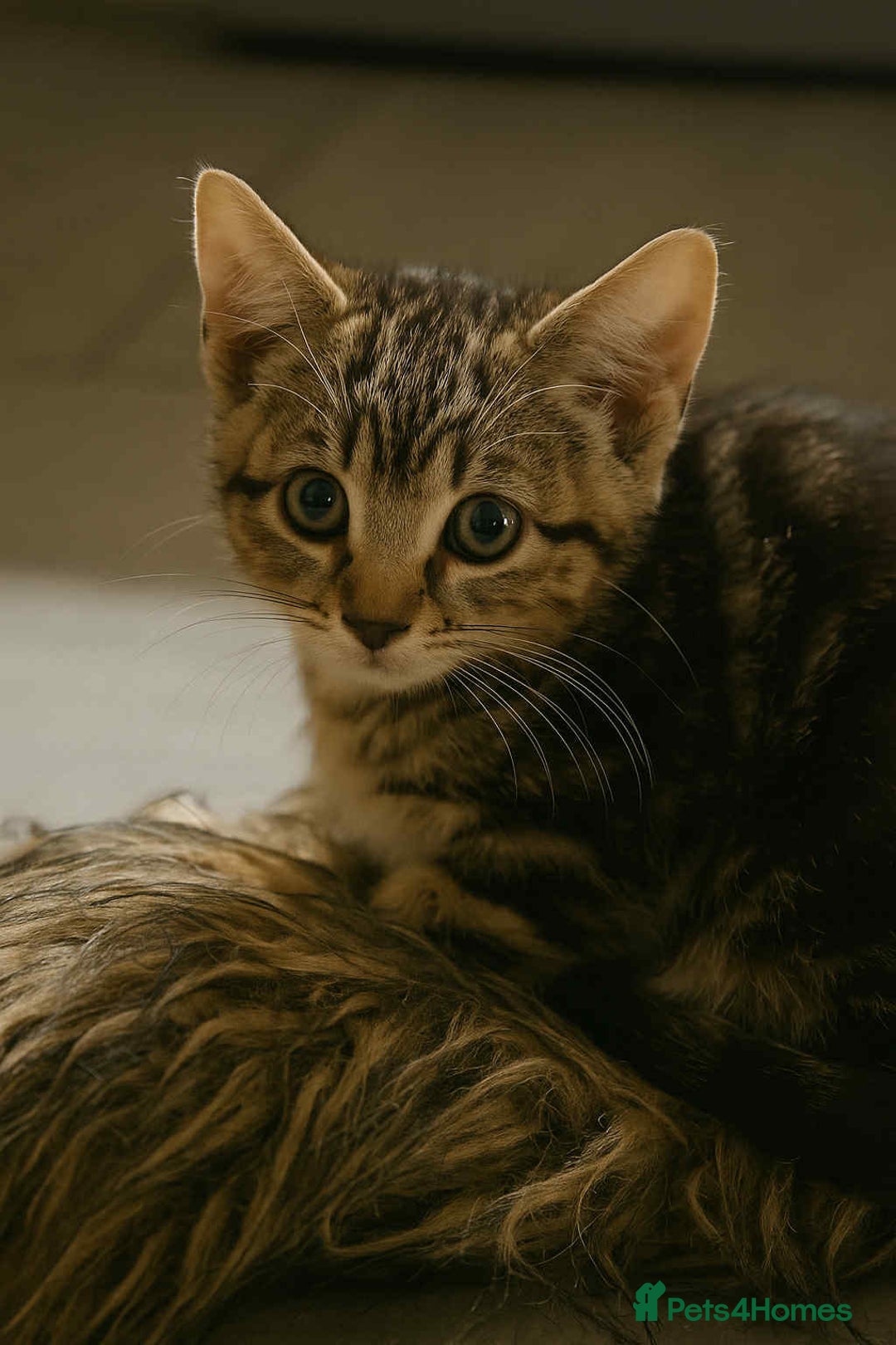 Mixed Breed cats for sale: Adorable Mixed Breed Kitten for Sale! - Image 1