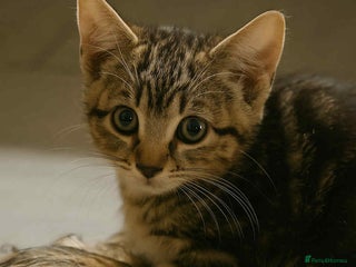 Mixed Breed cats - Advert 18