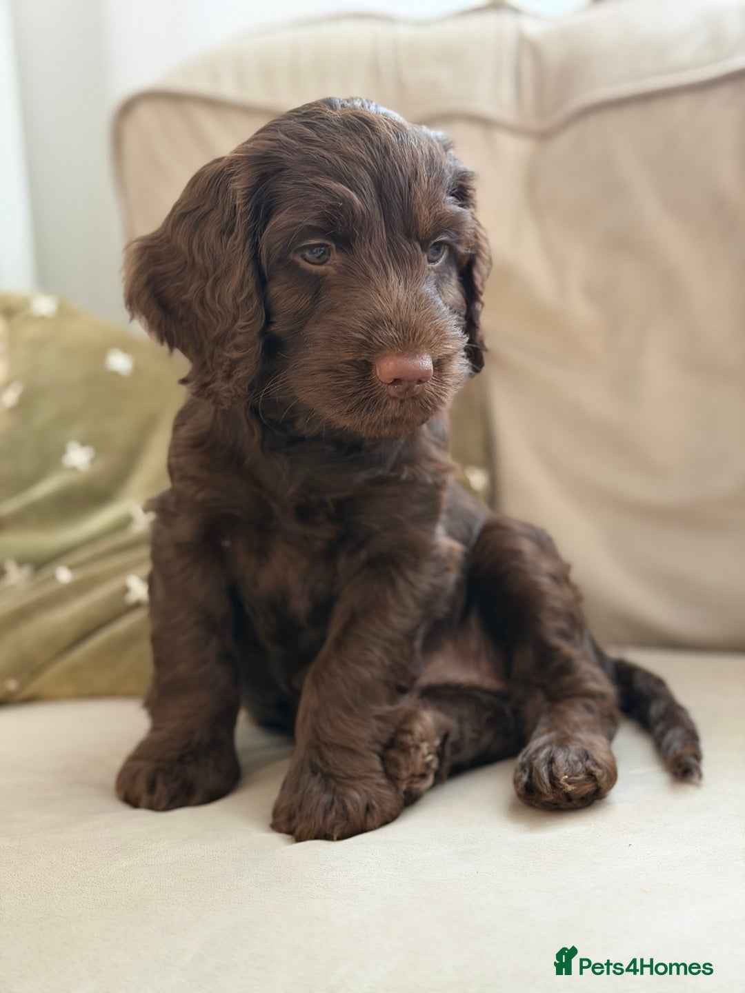 Cockapoo dogs for sale: Beautiful female Cockapoo  - Advert 2