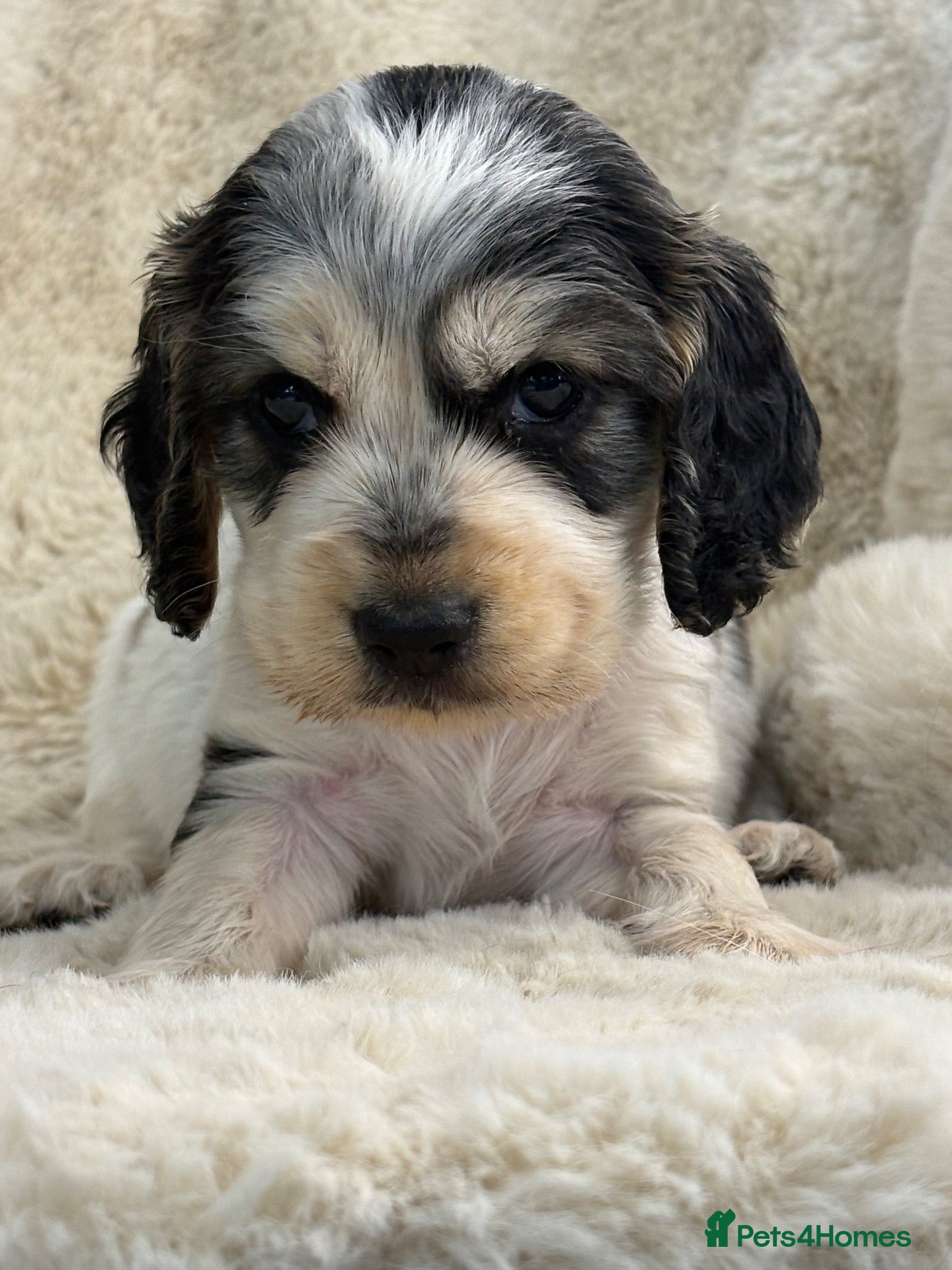 Cocker Spaniel dogs Extensively health tested show cocker spaniel pups - Advert 1