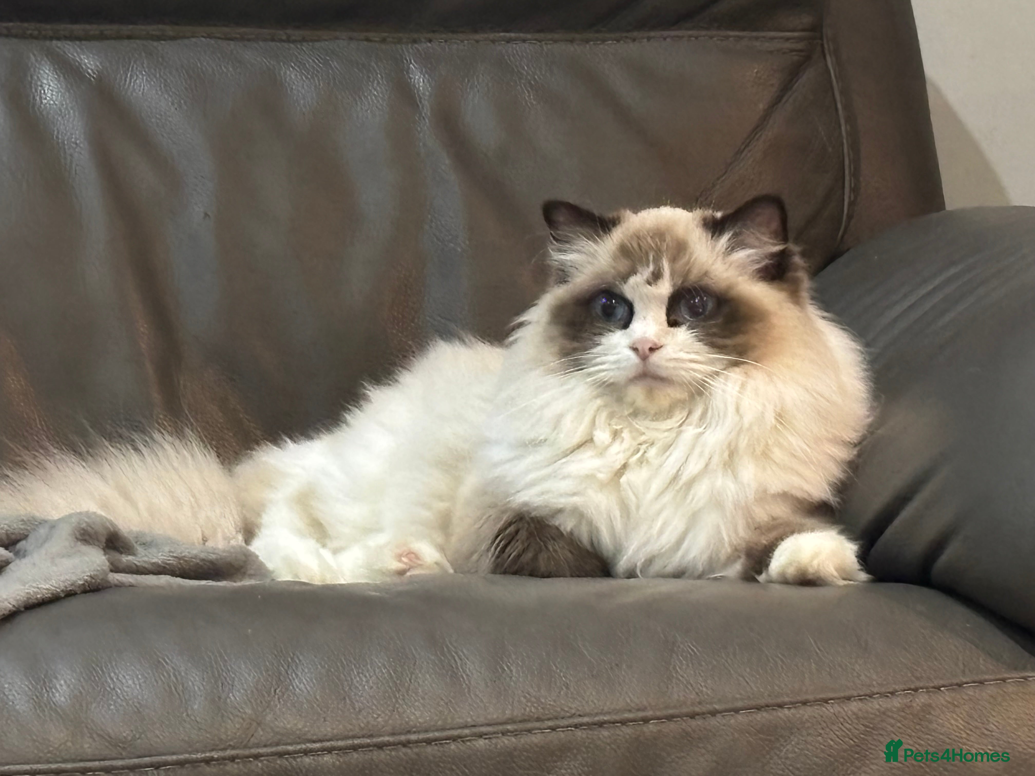 Ragdoll cats ‼️Attention please ‼️ - Advert 1