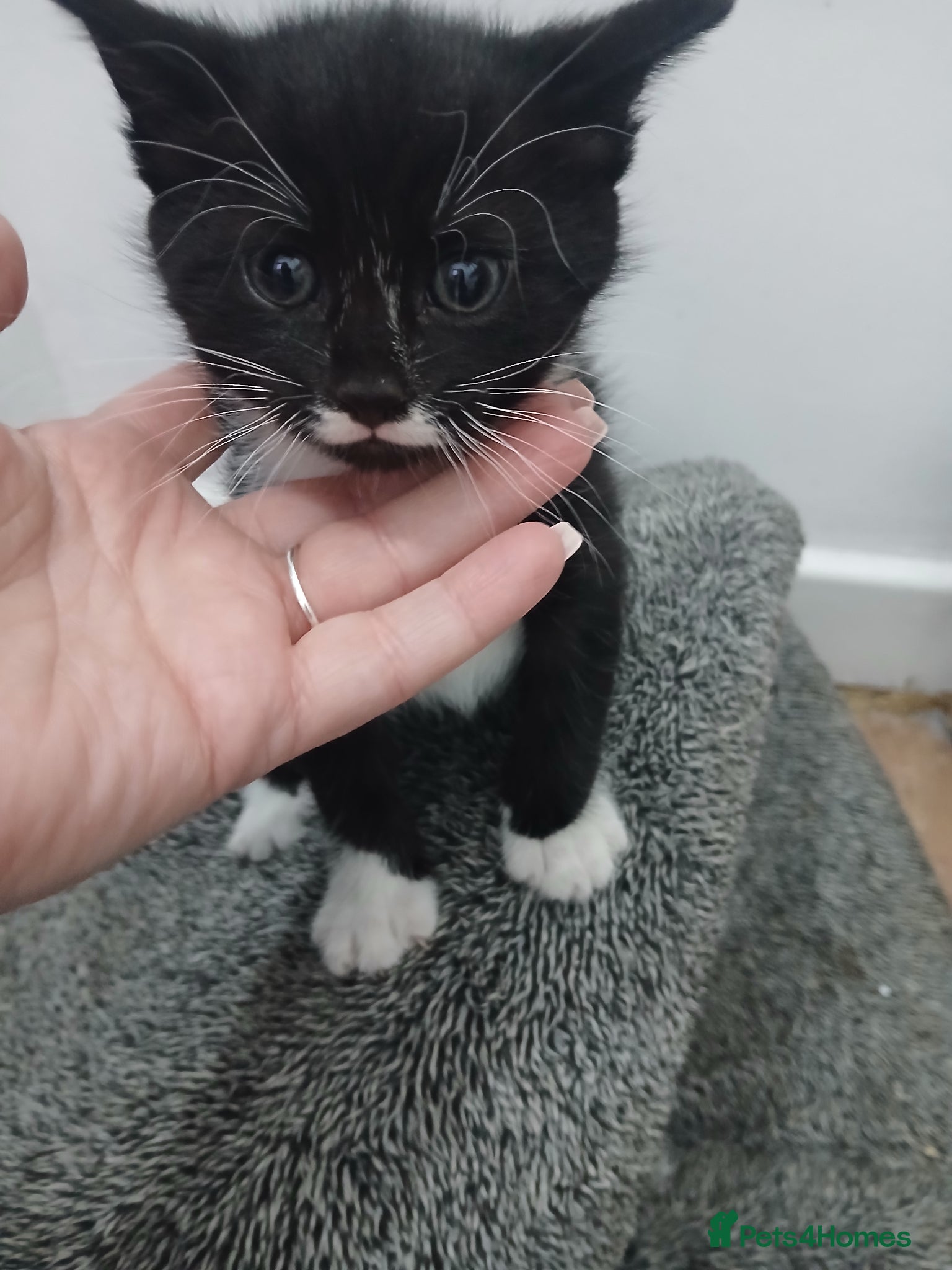 Mixed Breed cats Silver tabby/tuxedo/all black - Advert 18