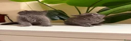 British Shorthair cats for sale: Gorgeous British short hair  in London - Advert 8