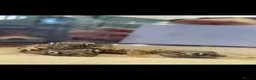 Gecko reptiles for sale: 3 Dune Geckos (Stenodactylus S) + Complete Setup - Advert 5