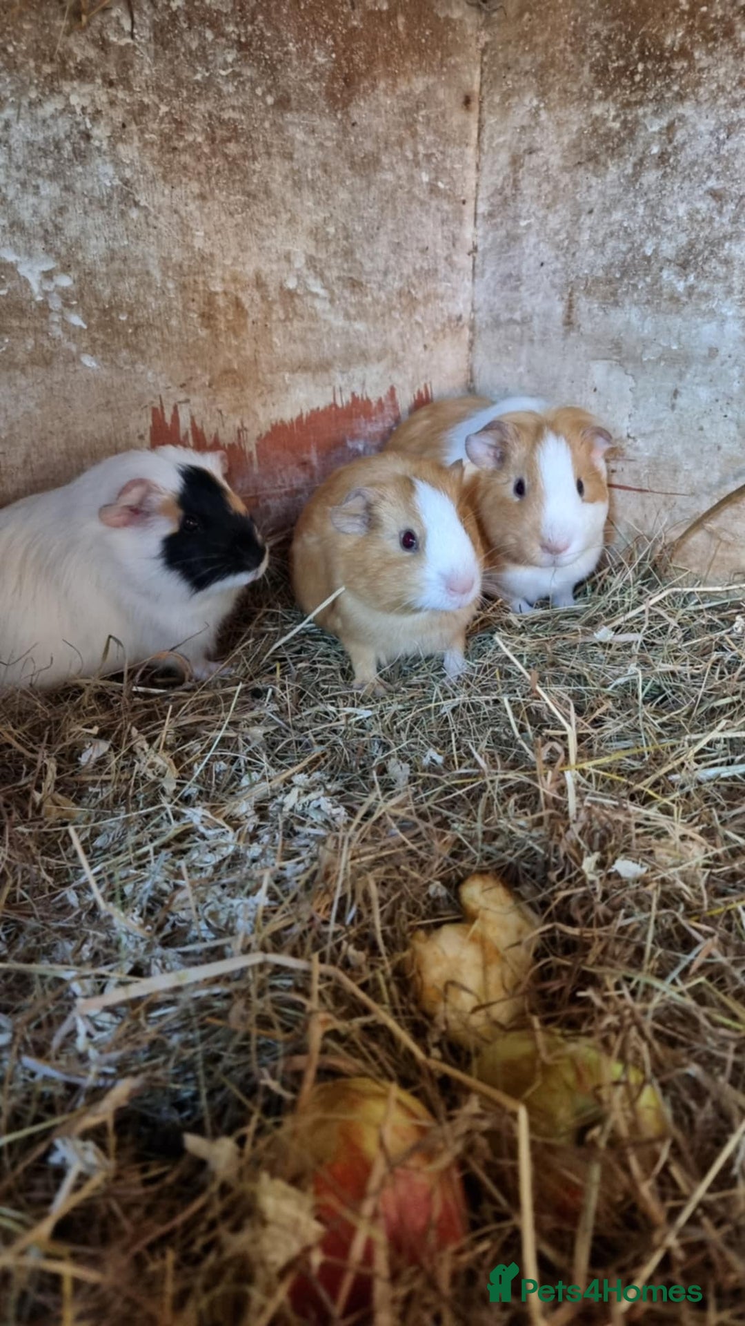 Guinea Pig rodents for sale: 8 week old + male guineapigs - Image 5