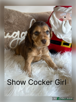 Cocker Spaniel dogs - Advert 5