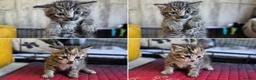 British Shorthair cats for sale: Larkrise Kittens  in Salisbury - Advert 2