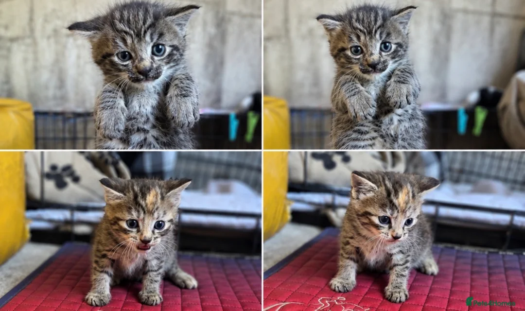 British Shorthair cats for sale: Larkrise Kittens  in Salisbury - Advert 2