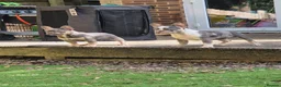 French Bulldog dogs for sale: French bulldog female ready leave - Advert 9