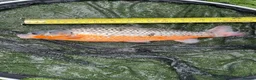 Koi Carp fish for sale: Carp koi 40cm others 58-60cm+ ready to go  - Advert 10