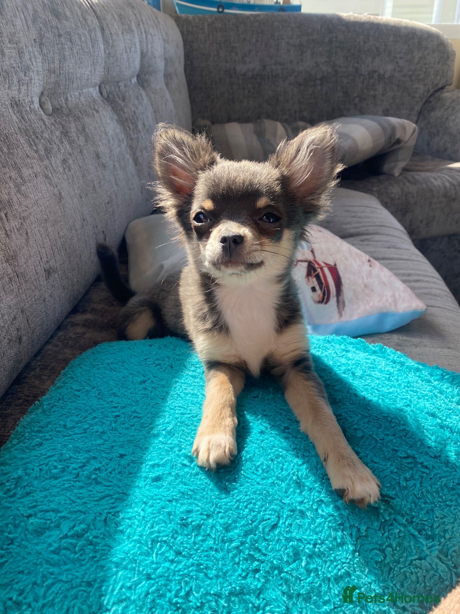 Chihuahua dogs Flora the gorgeous lilac and tan chihuahua  - Advert 5