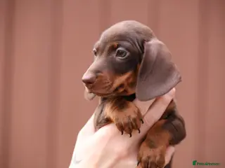 Miniature Dachshund dogs Miniature Dachshunds - Advert 16