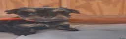 Yorkshire Terrier dogs for sale: Beautiful Yorkshire Terrier Puppies  in Spalding - Advert 7