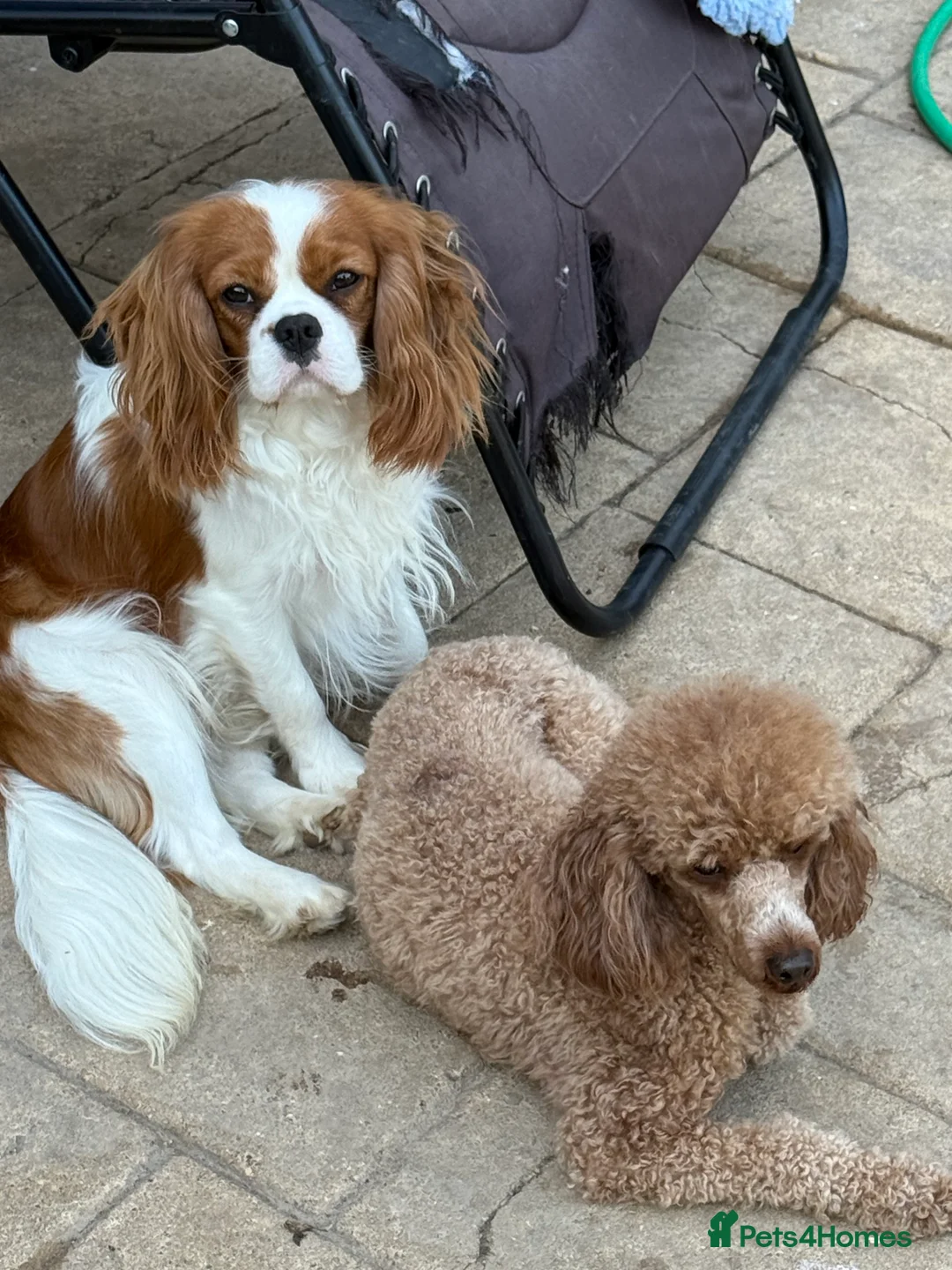 Cavalier King Charles Spaniel dogs for sale: Adult Blenheim cavalier 18 months old entire male. - Advert 5